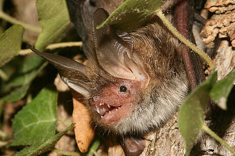 Murin de Bechstein, une des espèces présentes dan sle Gers Copyright Sylvain D. - Agrandir l'image (fenêtre modale)