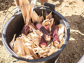 Agrandir l'image (fenêtre modale)