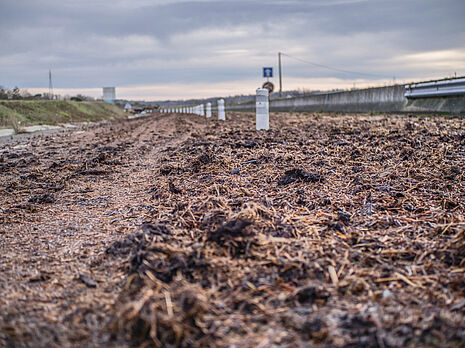 Fumier déposé sur 200 m entre Auch et Aubiet - Agrandir l'image (fenêtre modale)
