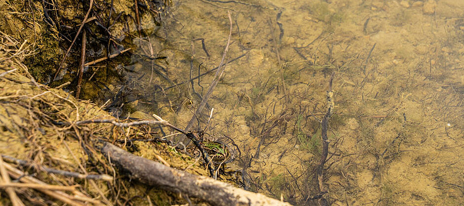 La préservation des zones humides et de leur biodiversité est un enjeu majeur - Agrandir l'image (fenêtre modale)