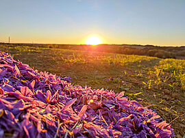 Safran d'En Marre prône une culture respectueuse de l'environnement - Agrandir l'image (fenêtre modale)