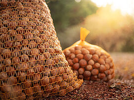 La production de Carayon est composé de deux types de noisettes, la Pauetet et la Ennis - Agrandir l'image (fenêtre modale)