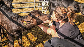 Le bien-être animal est au coeur des valeurs de l'exploitation L'Bufala - Agrandir l'image (fenêtre modale)