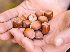 La noiseraie de Carayon bénéficie du label Haute Valeur Environnementale  pour des noisettes avec zéro résidus de pesticides - Agrandir l'image (fenêtre modale)