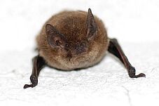 Agrandir l'image (fenêtre modale)