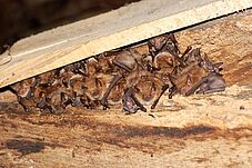 Agrandir l'image (fenêtre modale)