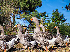 Syndicat des producteurs de foie fras à la ferme - Agrandir l'image (fenêtre modale)