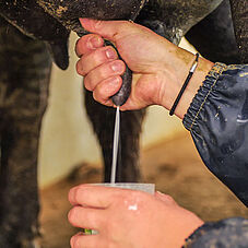 Le lait de bufflonnes possède de très bonnes qualités gustatives - Agrandir l'image (fenêtre modale)