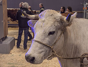 Agrandir l'image (fenêtre modale)