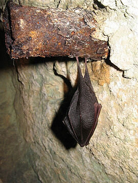 Petit Rhinolophe, une des espèces présentes dan sle Gers Copyright Sylvain D. - Agrandir l'image (fenêtre modale)