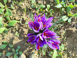 La fleur de safran avant la récolte - Agrandir l'image (fenêtre modale)