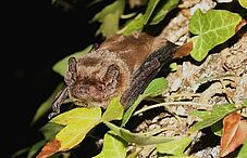 Agrandir l'image (fenêtre modale)