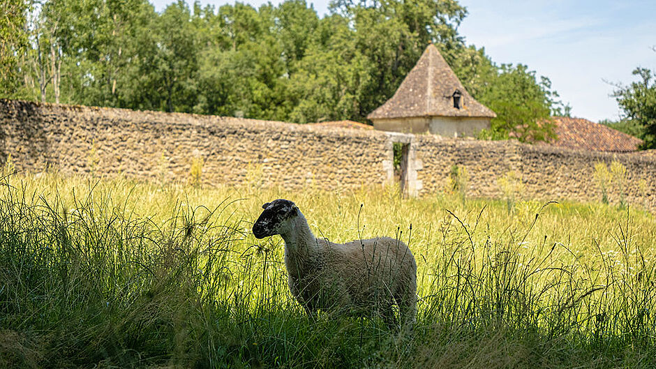 Ecopaturage à l'abbaye de Flaran - Agrandir l'image (fenêtre modale)