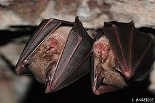 Agrandir l'image (fenêtre modale)