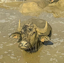 Les bufflonnes ne manqueraient pour rien au monde leur bains de boue quotidiens - Agrandir l'image (fenêtre modale)