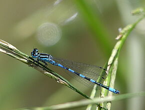 Agrandir l'image (fenêtre modale)