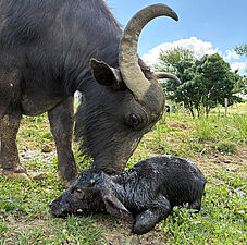 Agrandir l'image (fenêtre modale)