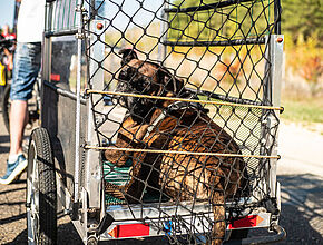 Agrandir l'image (fenêtre modale)