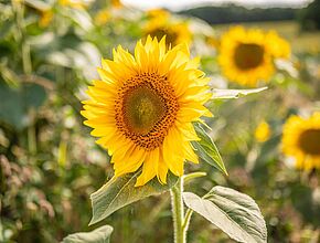 Agrandir l'image (fenêtre modale)