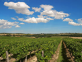 Vignoble gersois - Agrandir l'image (fenêtre modale)