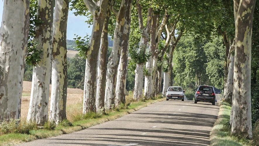 La DRM assure l'entretien et la surveillance des platantes